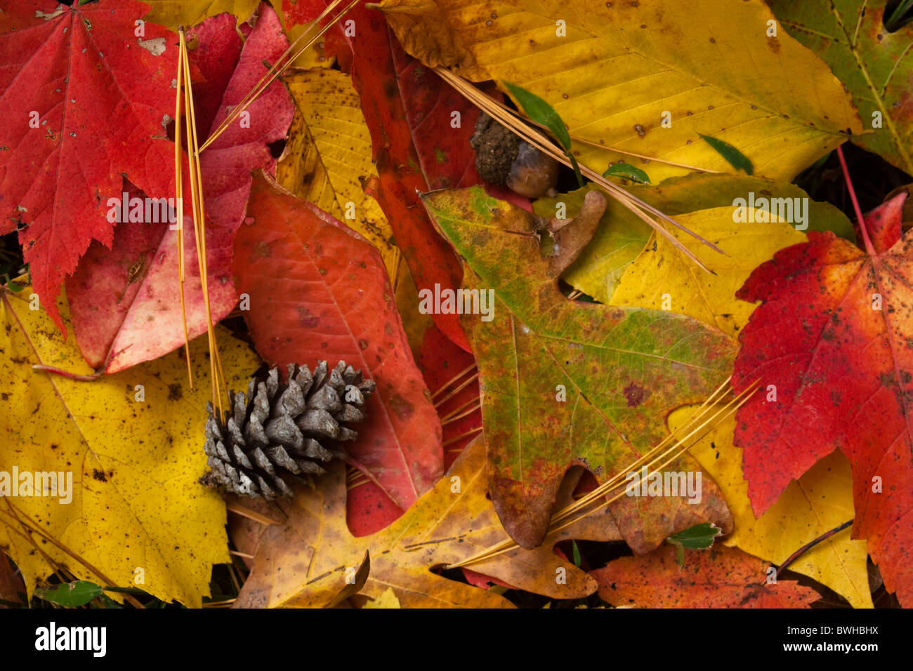 Colori dell'autunno Foto Stock