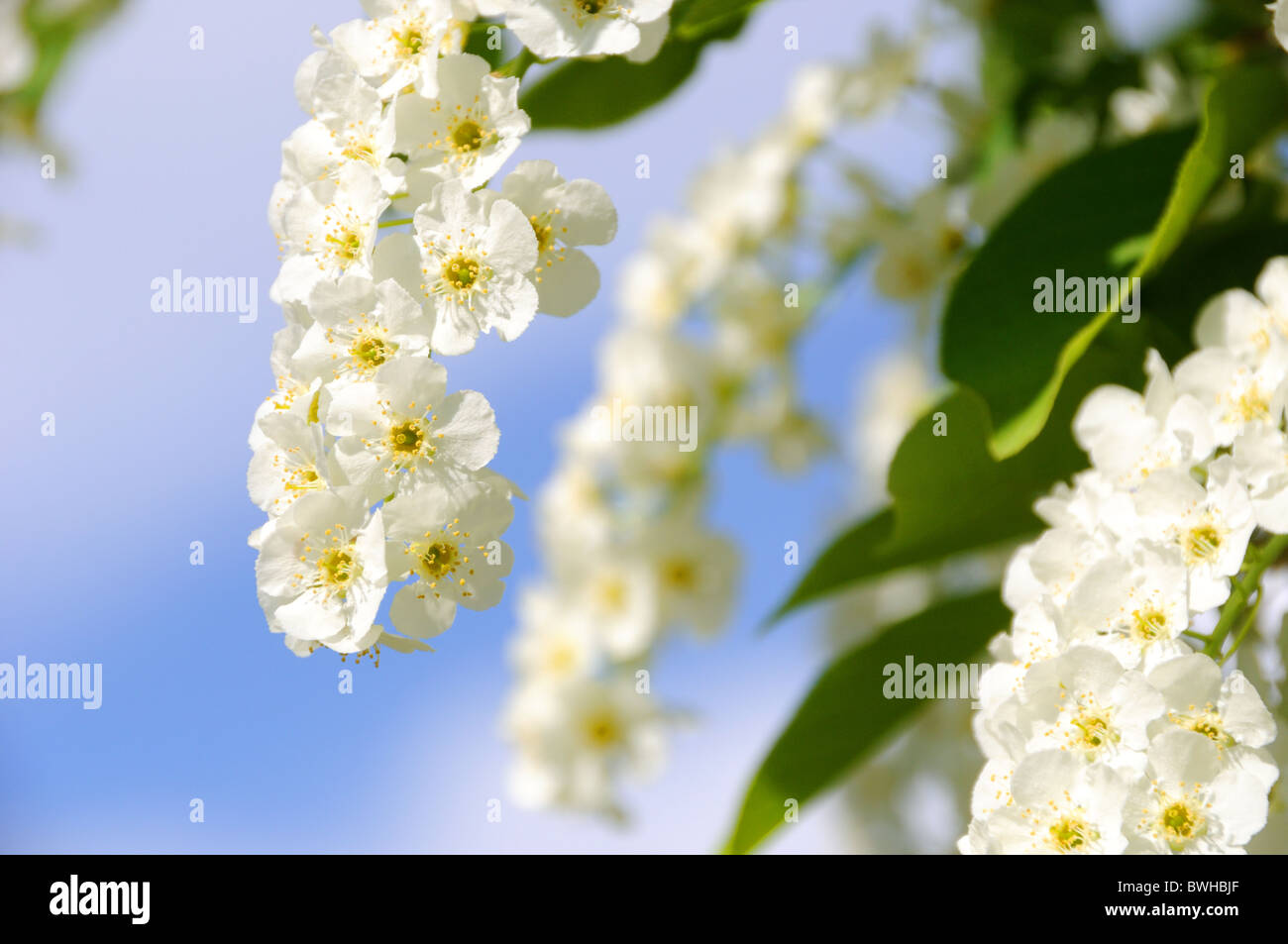 Strozzatura ciliegi in fiore Foto Stock