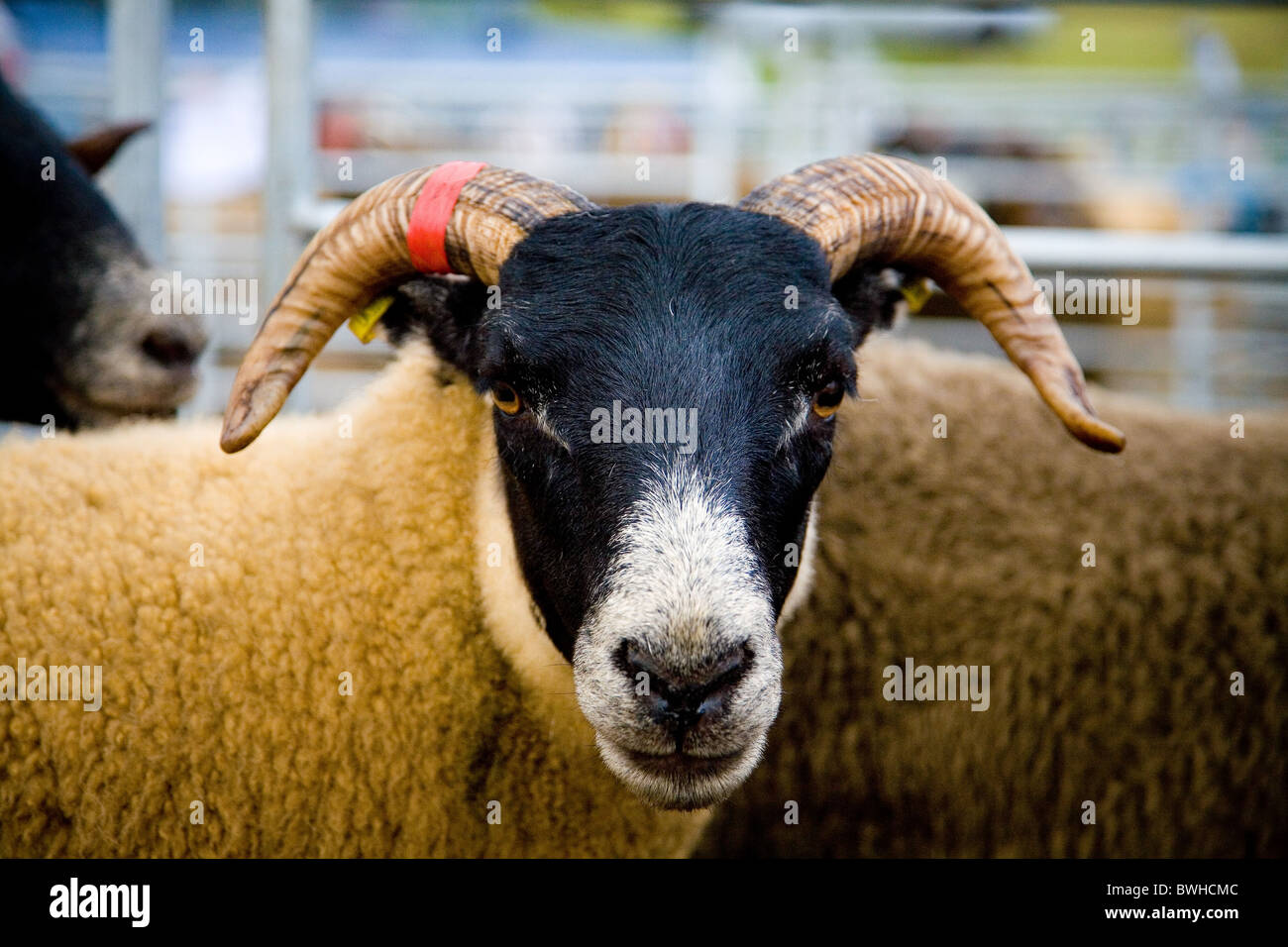 Pecore con corna Foto Stock