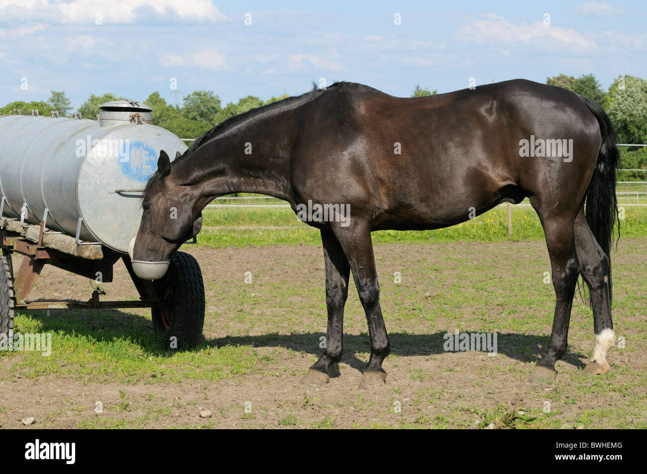 Oldenburg warmblood orse acqua potabile nel paddock Foto Stock