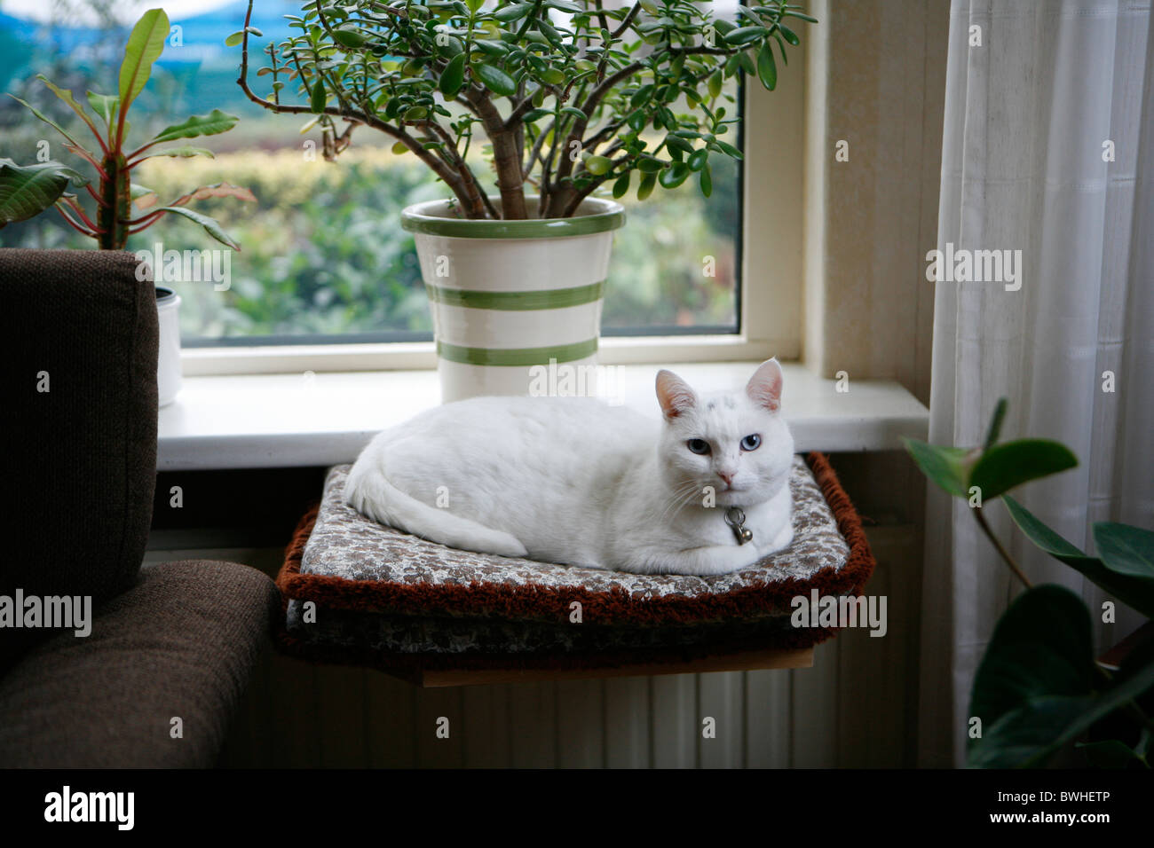 Gatto Bianco con gli occhi blu per la finestra. Foto Stock