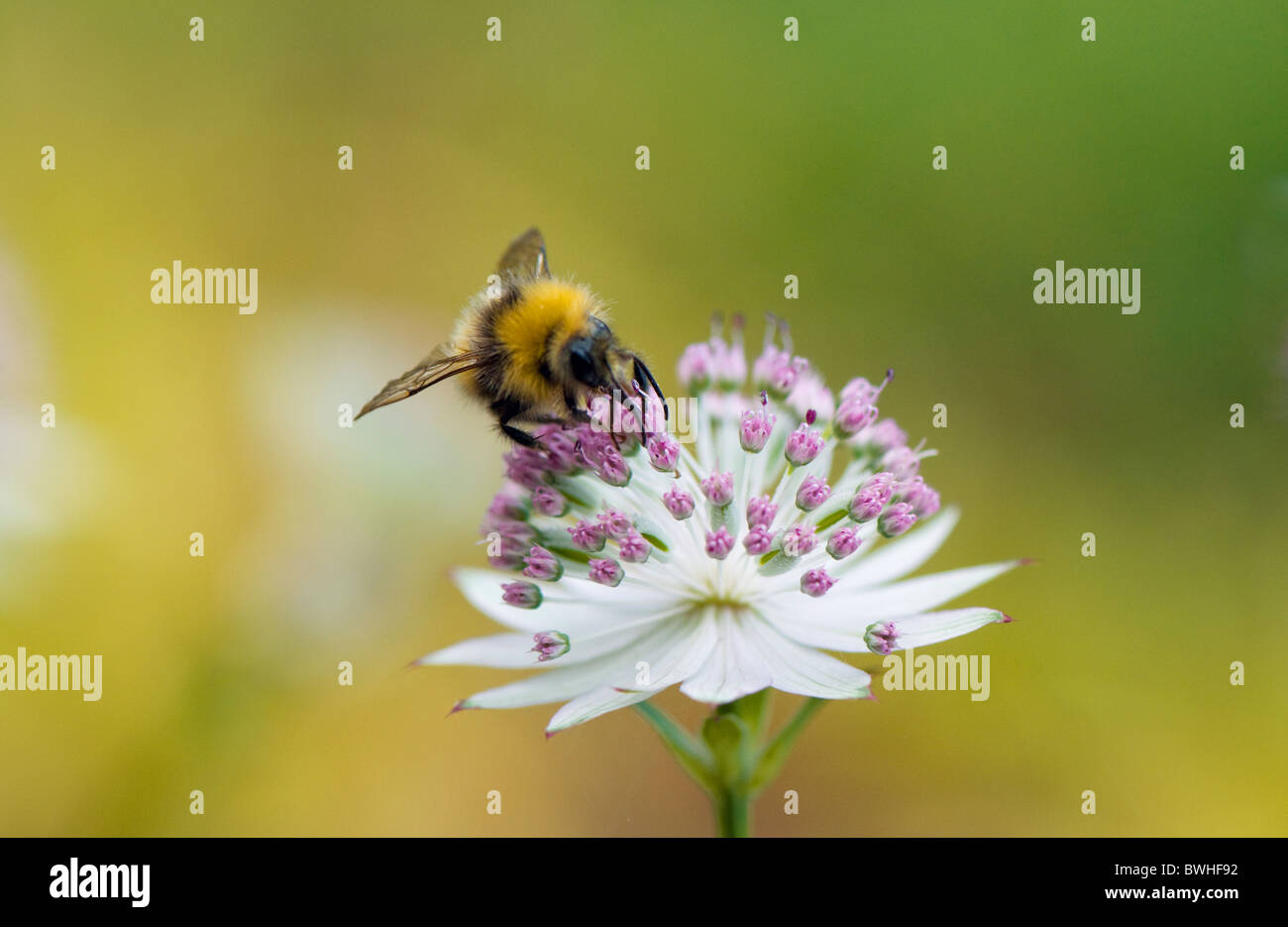 Un'ape raccoglie il polline di un fiore Astrantia Foto Stock