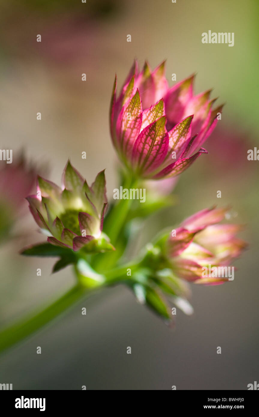 Non aperti testa di fiori di Astrantia grandi 'Bo Ann' Foto Stock