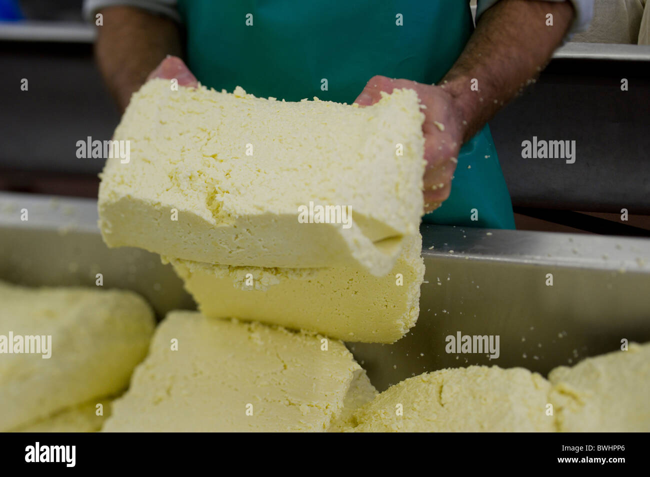 Tenendo la cagliata dopo il siero di latte viene scaricato a Quickes tradizionale fattoria di formaggio, Devon Foto Stock