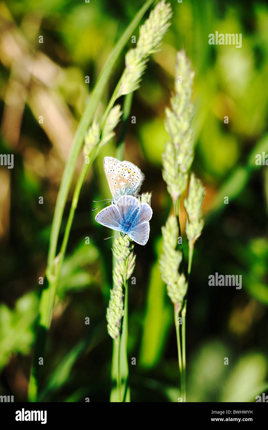 Due comuni farfalle blu Foto Stock