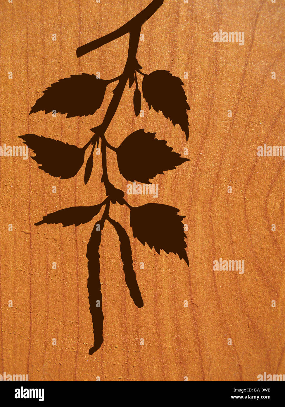 Silhouette di vettore del ramo della betulla su uno sfondo di legno Foto Stock