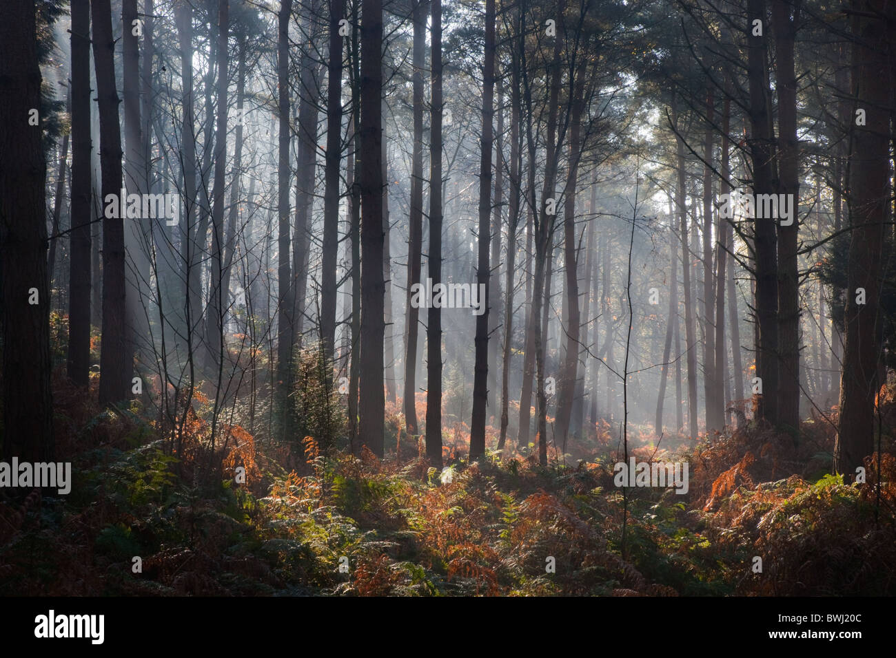 Bosco misto e early MORNING MIST NORFOLK REGNO UNITO i primi di novembre Foto Stock