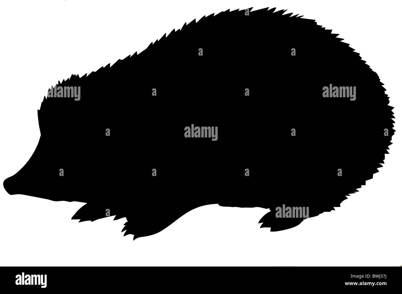 Silhouette di vettore del riccio su sfondo bianco Foto Stock
