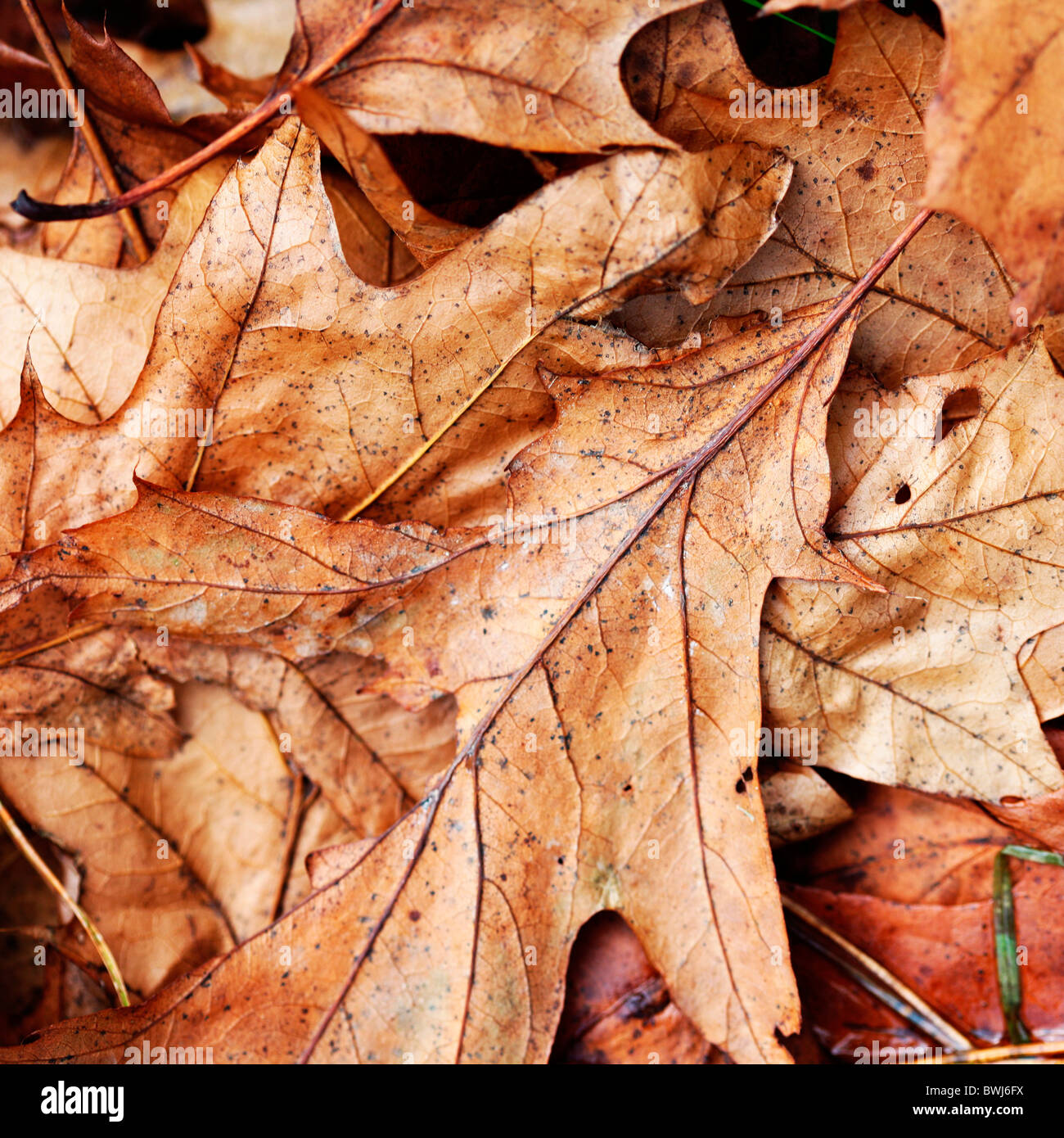 Autunno bronzato croccante caduto foglie di quercia sul pavimento del bosco - fine art Jane-Ann fotografia fotografia Butler JABP936 Foto Stock