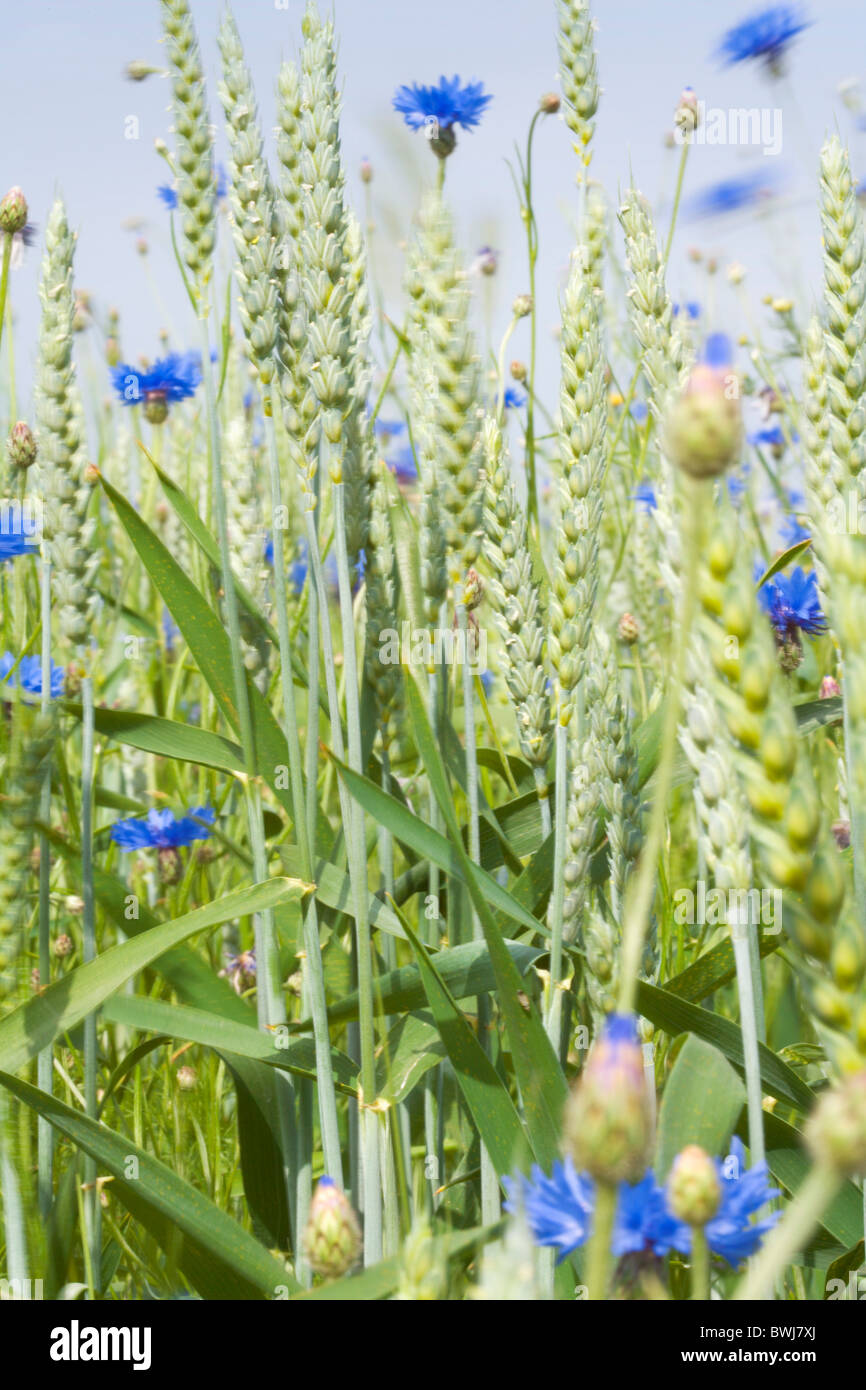 Abbondano Agricoltura agraria cereale sfocata close close-up Closeup Colore Colore concetto concetti di mais di mais Foto Stock