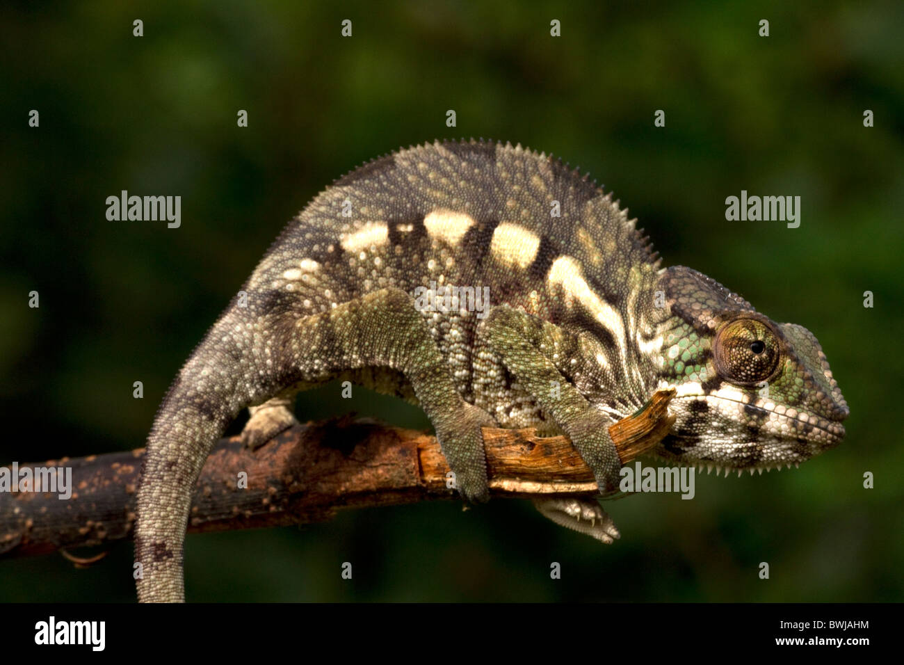 Chameleon - Panther Pardalis, Madagascar Foto Stock