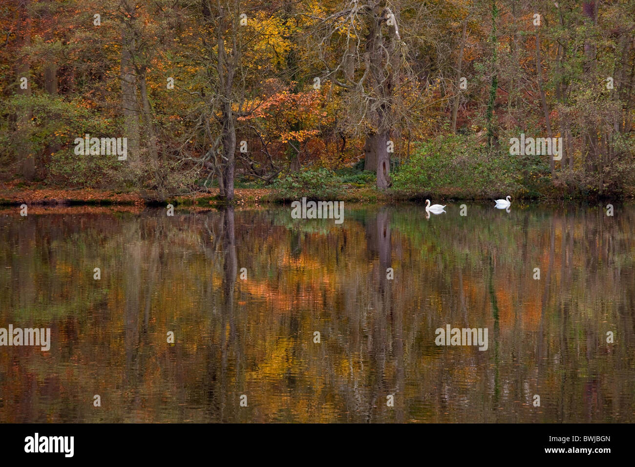 Cigni e autunno riflessioni sul laghetto Felbrigg Foto Stock