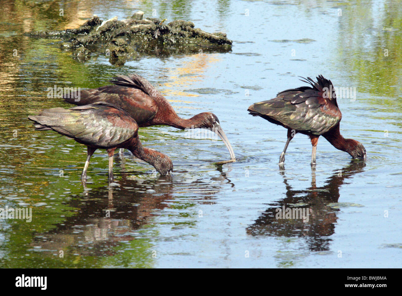 La fauna selvatica animali uccelli trampolieri ibis Nord America Florida Foto Stock