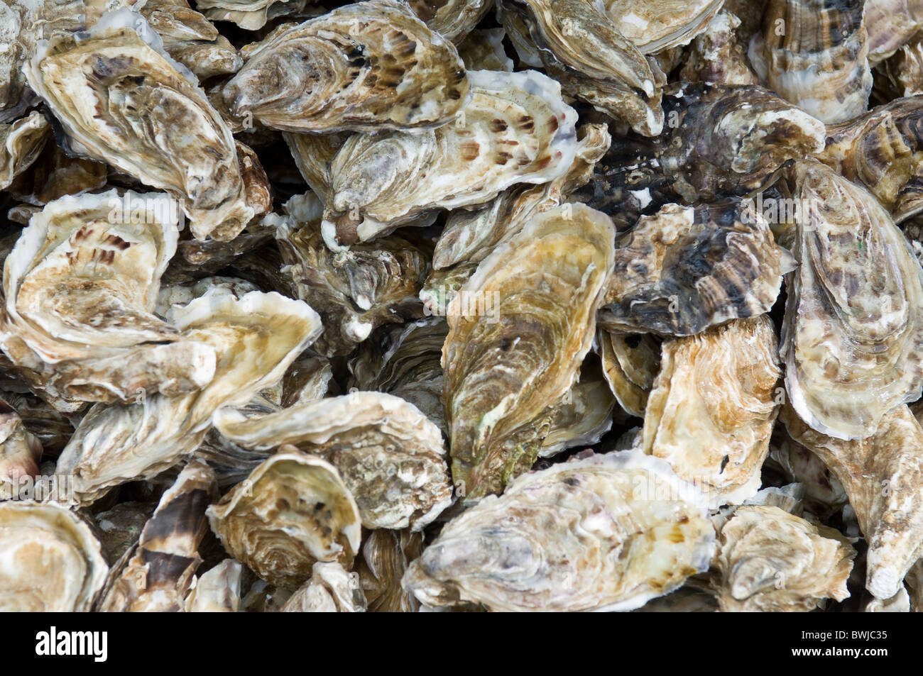 Pacific oyster a tazza Foto Stock