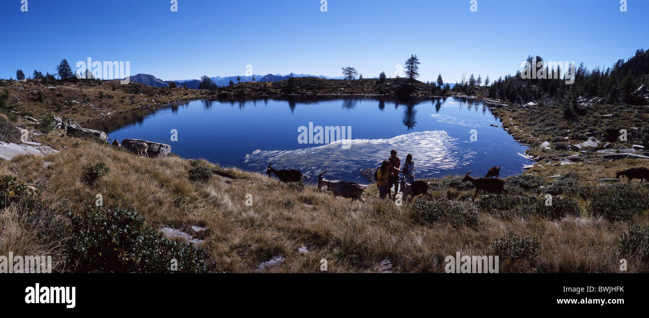 Travelers Group capre nanny-caprini gli animali escursionismo lago di montagna lago tempo libero Lago Salei Onsernone va Foto Stock