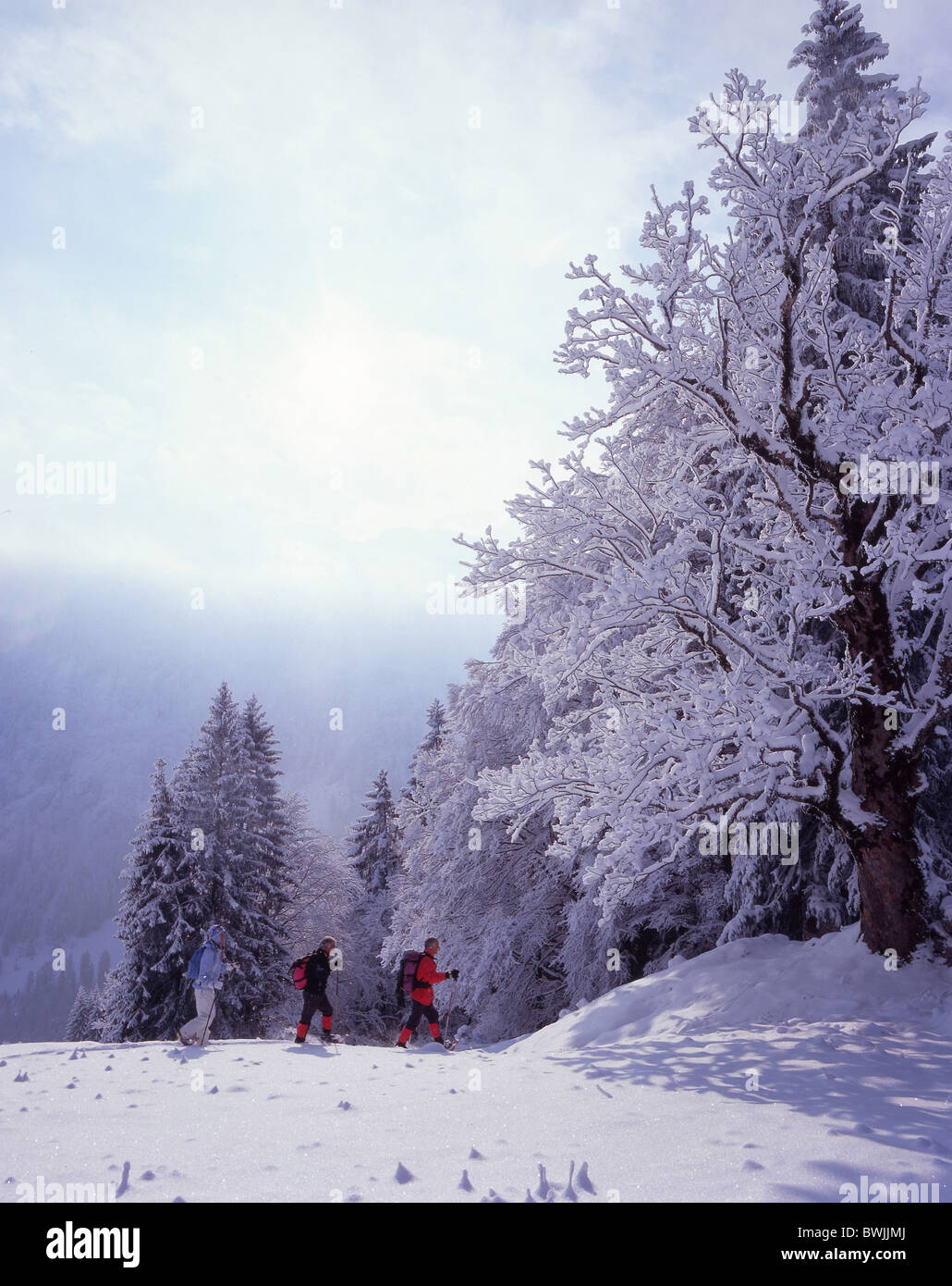 Gruppo d'inverno gli anziani Sport Tempo libero paesaggio paesaggio coperto di neve snowbound nevoso foresta legno 'conifer Foto Stock