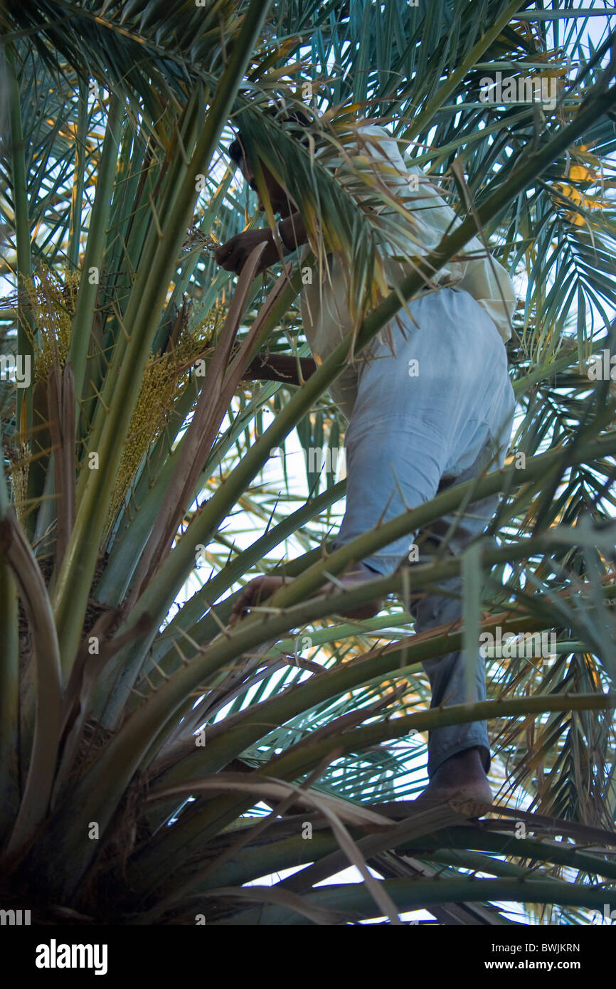 Giovane uomo egiziano a mano data impollinatori Palm tree, Oasi di Siwa, Egitto Foto Stock