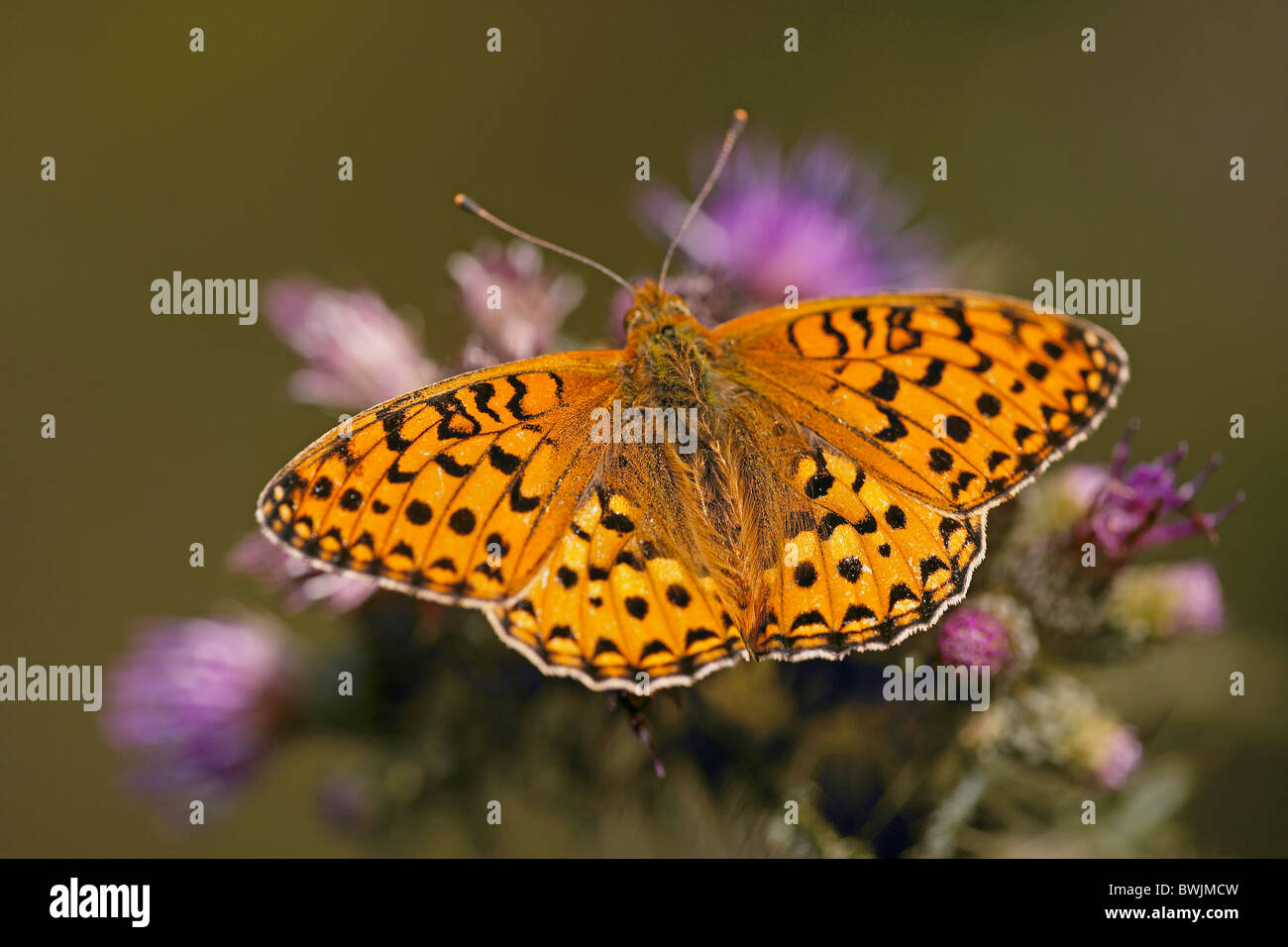 Verde scuro, Fritillary Argynnis aglaja butterfly, Arnside Knott, Cumbria, Regno Unito Foto Stock