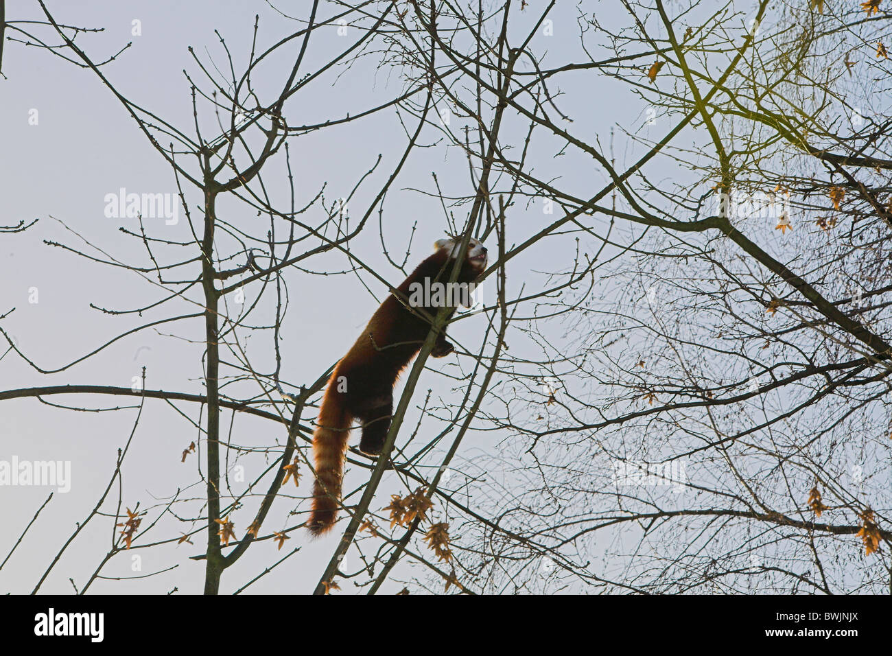 Close up di un panda rosso (Ailurus fulgens, o 'shining cat') Foto Stock