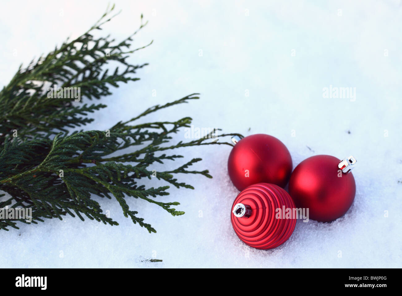 Neve natalizia ninnolo pino di pino bianco nevoso inverno Foto Stock
