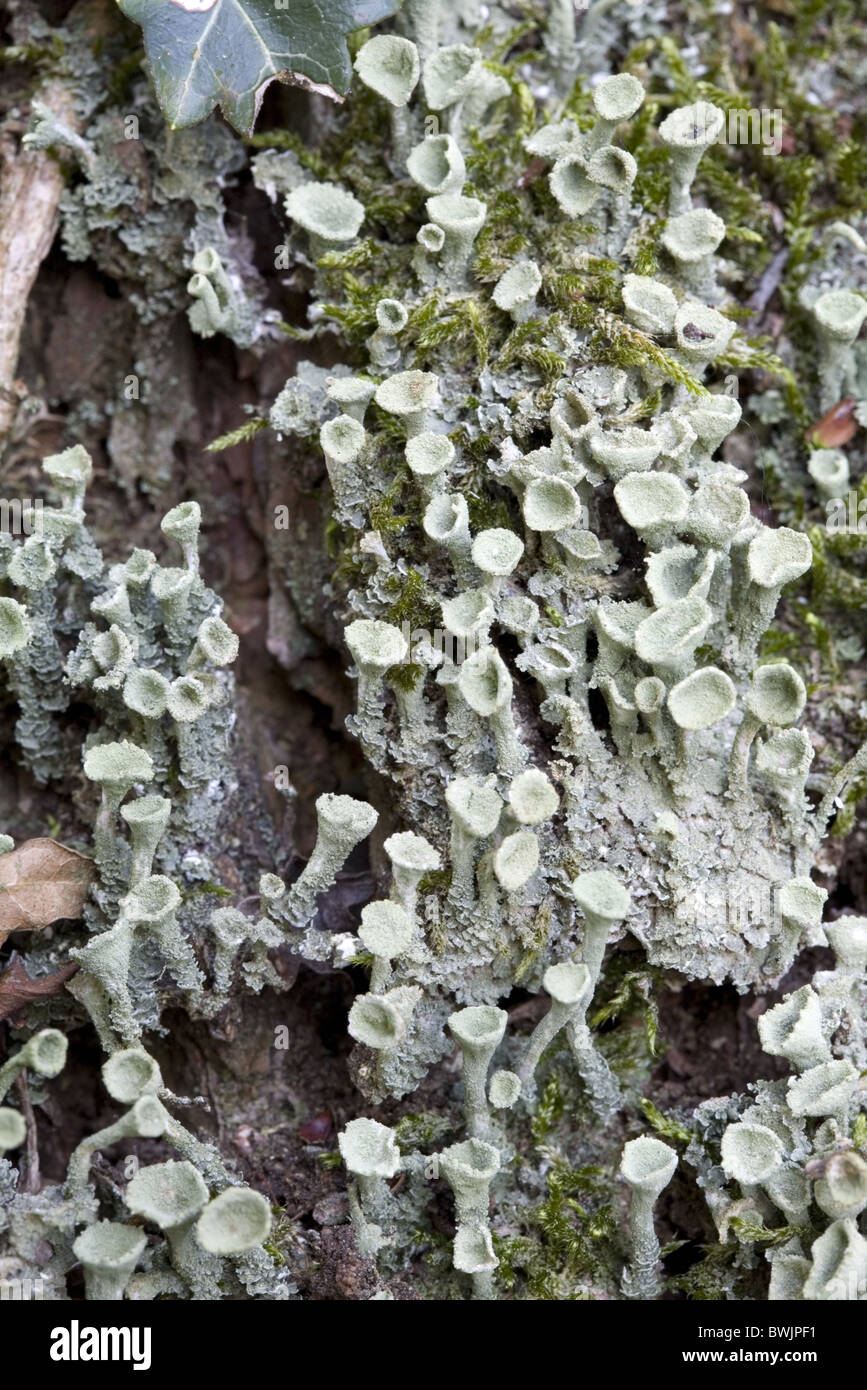 Il Lichen False Pixie Cup (Cladonia chlorophaea) con i muschi in tra, Alblasserdam, South-Holland, Paesi Bassi Foto Stock