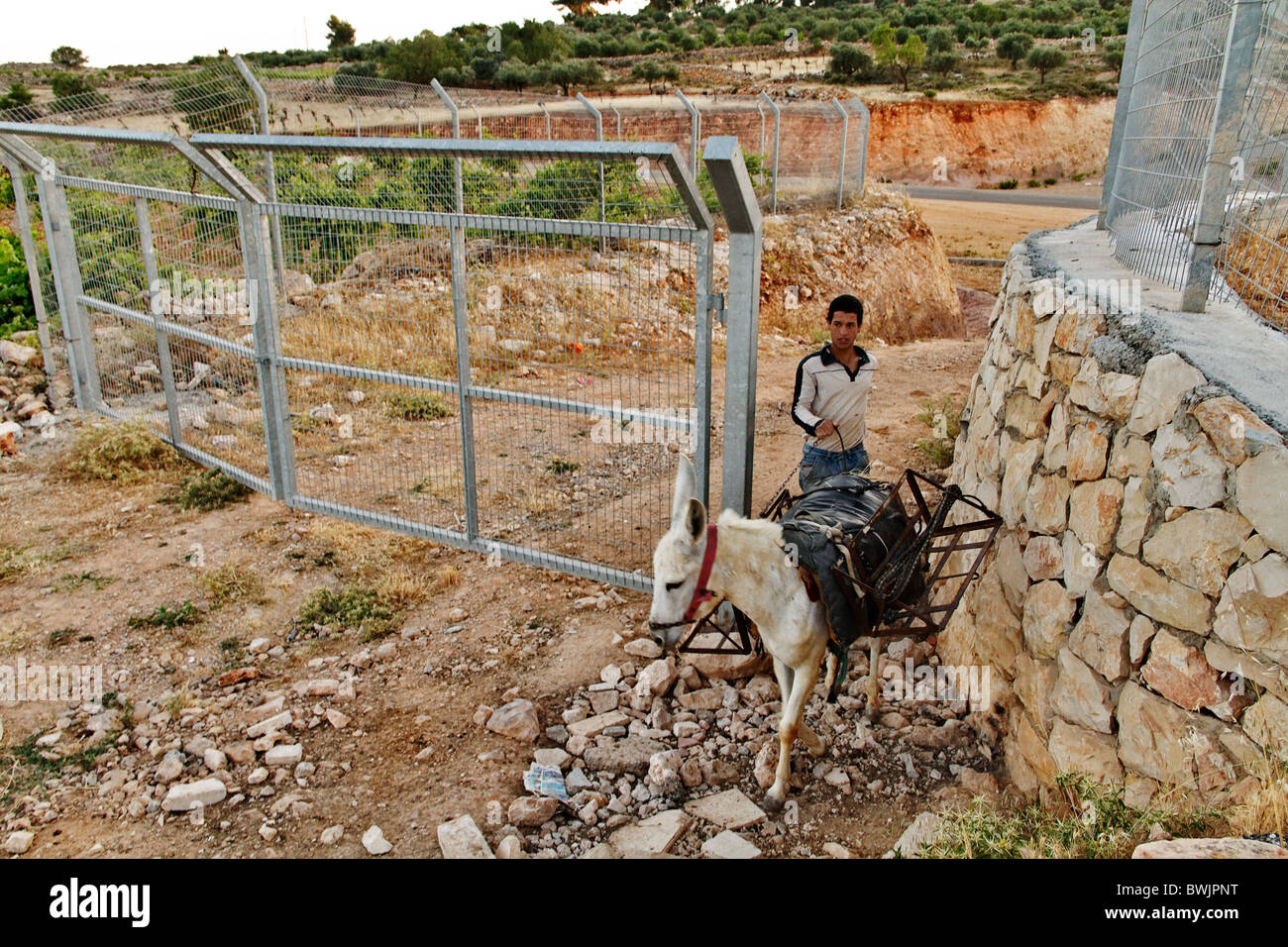 Un pastore palestinese su un asino tornando dal pascolo e passare la parete Foto Stock
