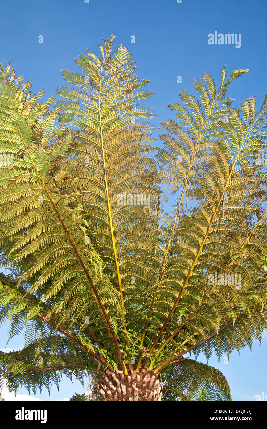 Tree fern, Dicksonia Antarctica, St Mawes, Cornwall, Regno Unito. Foto Stock