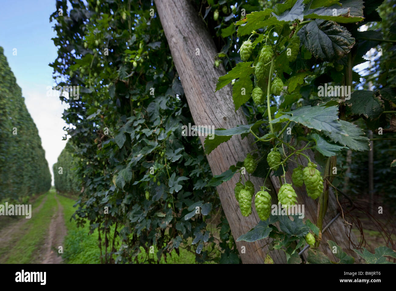 La raccolta del luppolo (Humulus lupulus), Poperinge, Belgio Foto Stock