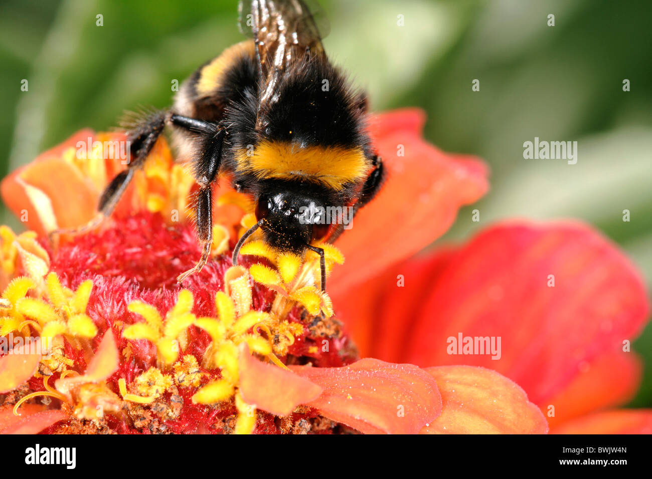 Animali Animali bee api Biologia Botanica bumble-bee bumblebee Close-up dettaglio esterno della flora e della fauna selvatiche fiore Foto Stock