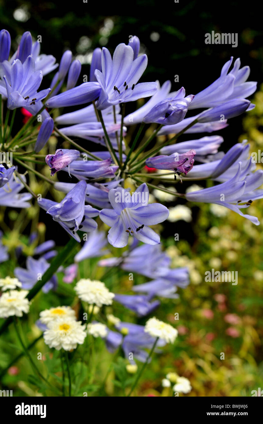 Blue agapanthus o lillies del Nilo in piena fioritura Foto Stock