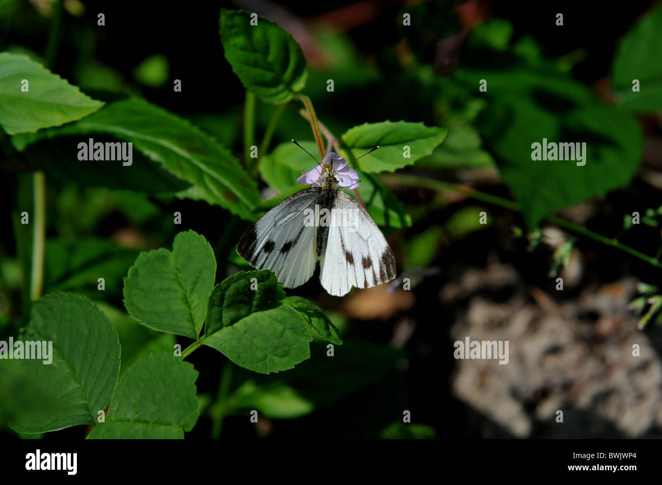 Verde bianco venato femmina butterfly Sarcococca napi Foto Stock