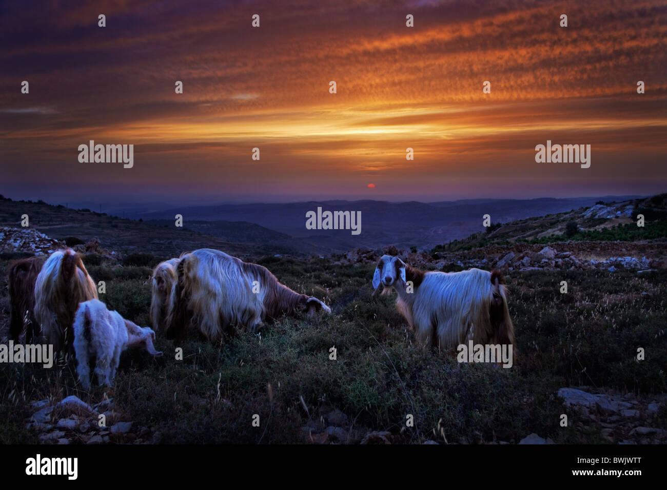 Un paesaggio ancestrale con la siriana capre Foto Stock