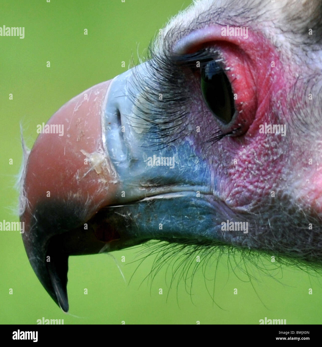 Testa bianca vulture close up eying la sua preda Foto Stock