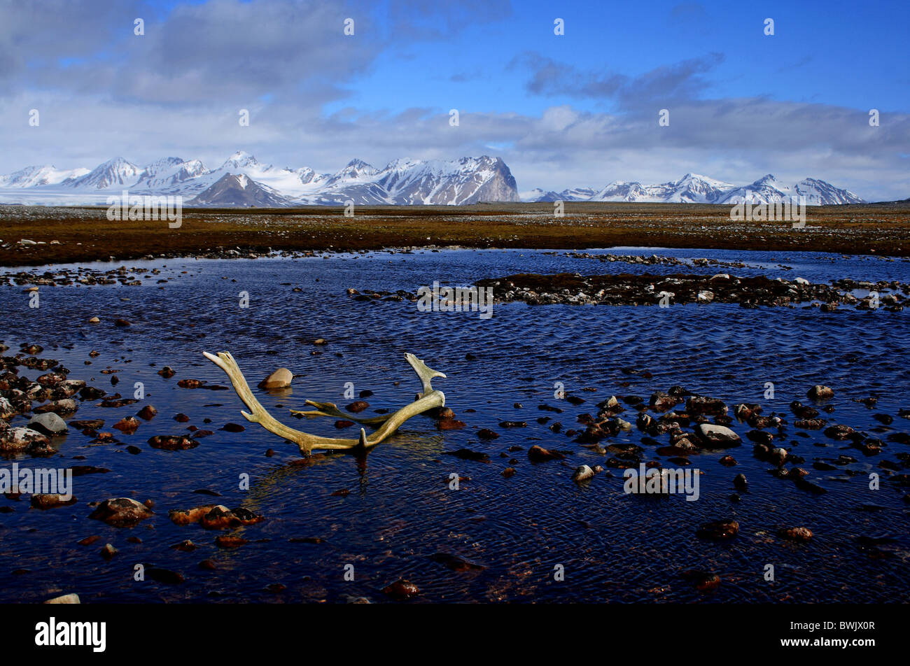 La renna di palchi, tundra, Sorkappland, Spitsbergen Foto Stock