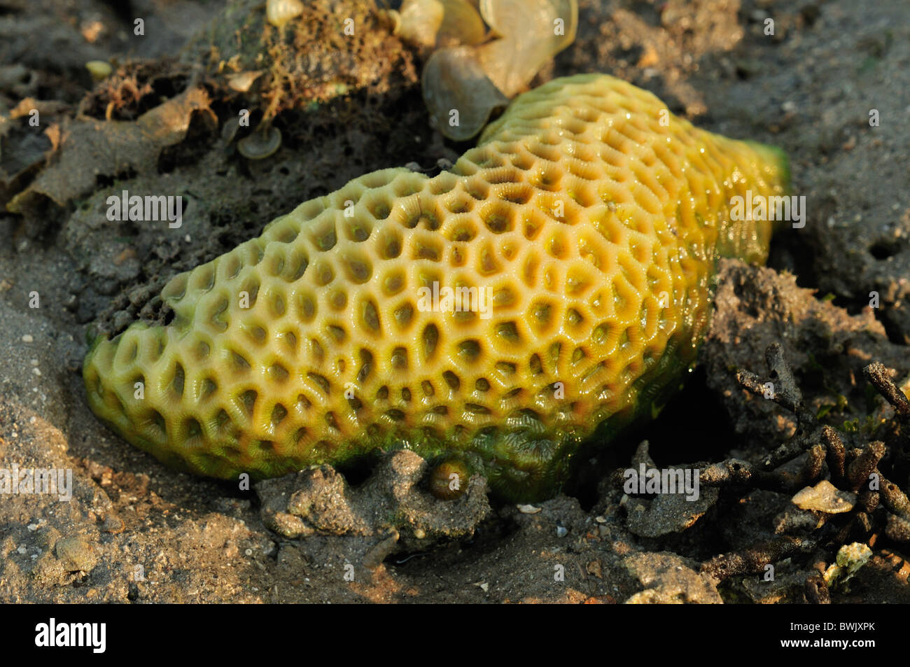 Stony Coral Porites solida sul Gilimanuk Beach, Bali, Indonesia, Asia Indo-pacifico Foto Stock