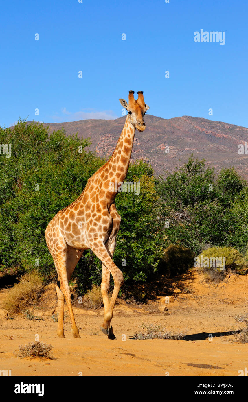 Una giraffa a piedi nei boschi. Sud Africa. Foto Stock