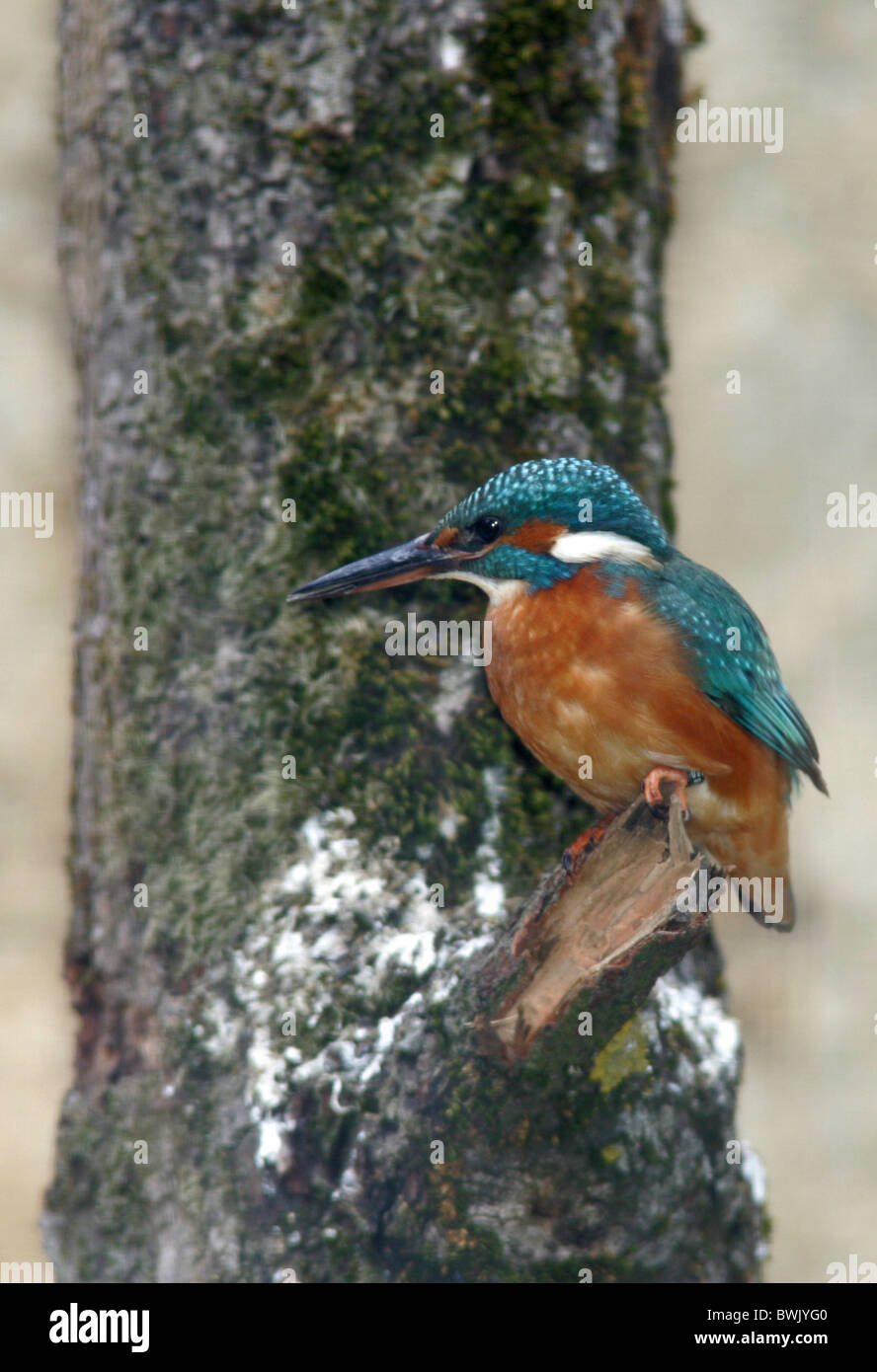 Martin pescatore Alcedo atthis bird tree Foto Stock