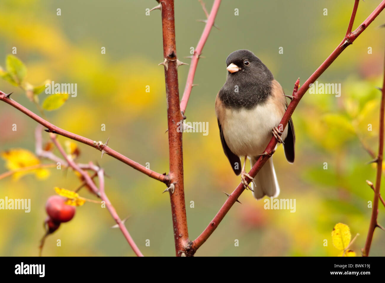 Junco appollaiato sul ramo-Victoria, British Columbia, Canada. Foto Stock