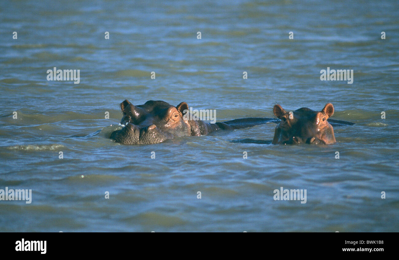 Africa Tanzania Selous parco nazionale del fiume Rufiji ippona wildlife Foto Stock