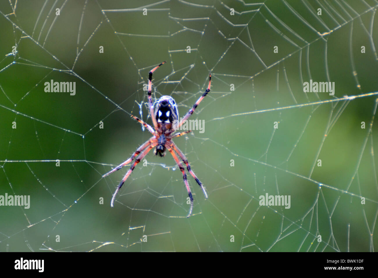 Crociera a zig-zag sul suo web Foto Stock