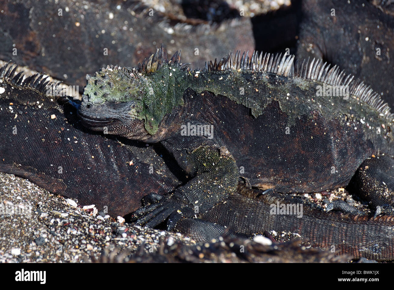 Iguana marina Foto Stock