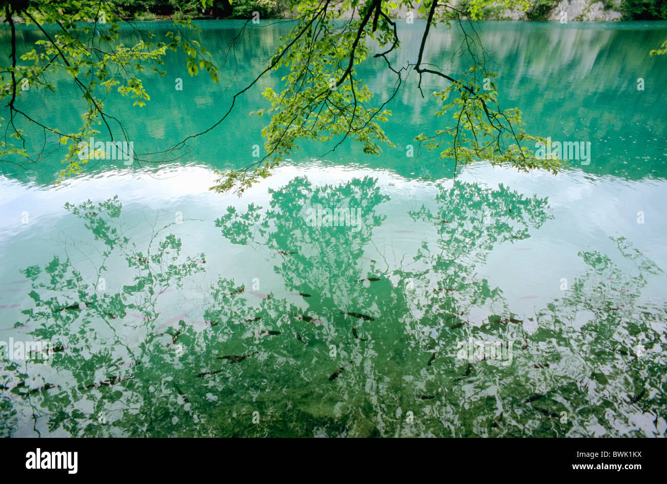 Croazia Europa parco nazionale di Plitvice pesce di lago tree natura UNESCO Foto Stock