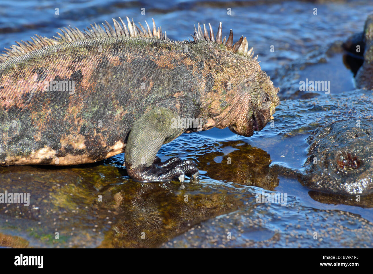 Iguana marina pascolo a l'oceano Foto Stock