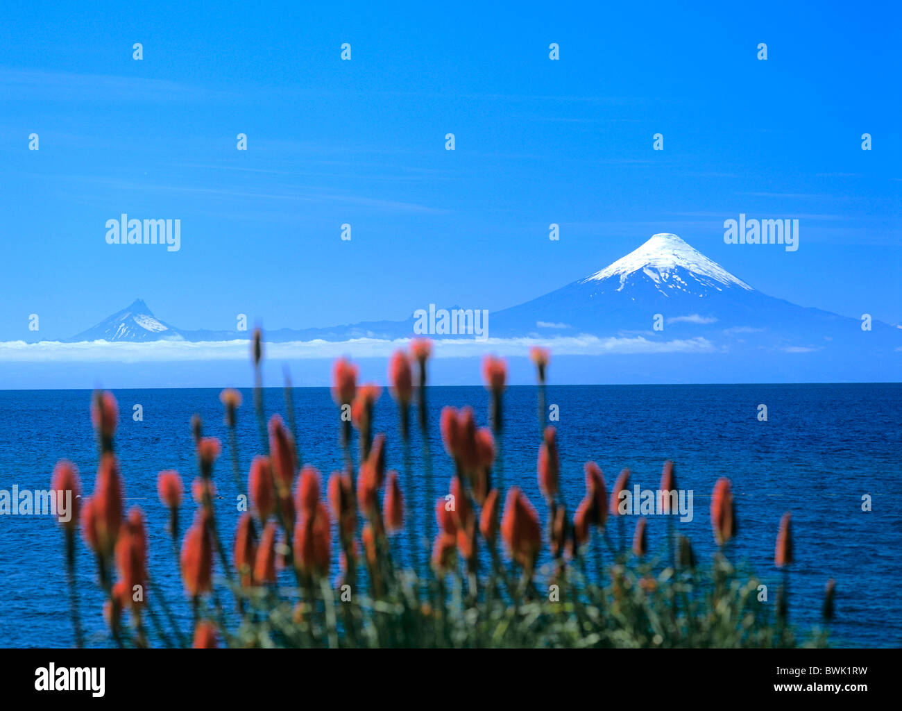 Il cile america del sud del Lago lago Villarica vulcano Osorno fiore Foto Stock