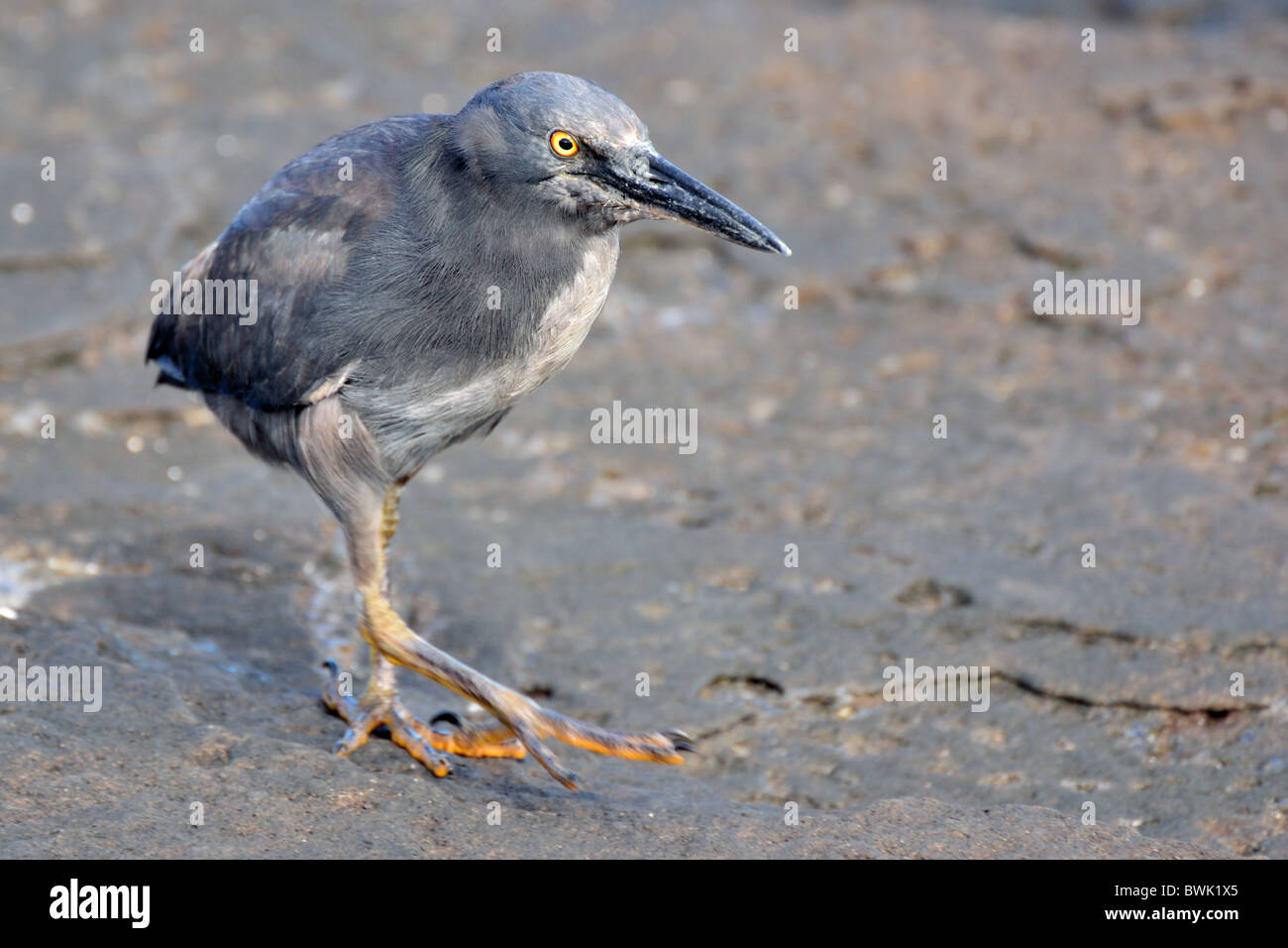 Galapagos Airone di Lava Foto Stock