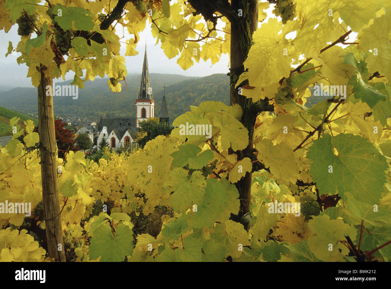 Vista da vigneti verso la chiesa di S. Martino, Ediger-Eller, fiume Mosella, Renania-Palatinato, Germania Foto Stock