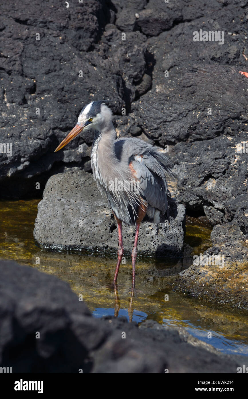 Airone blu Foto Stock