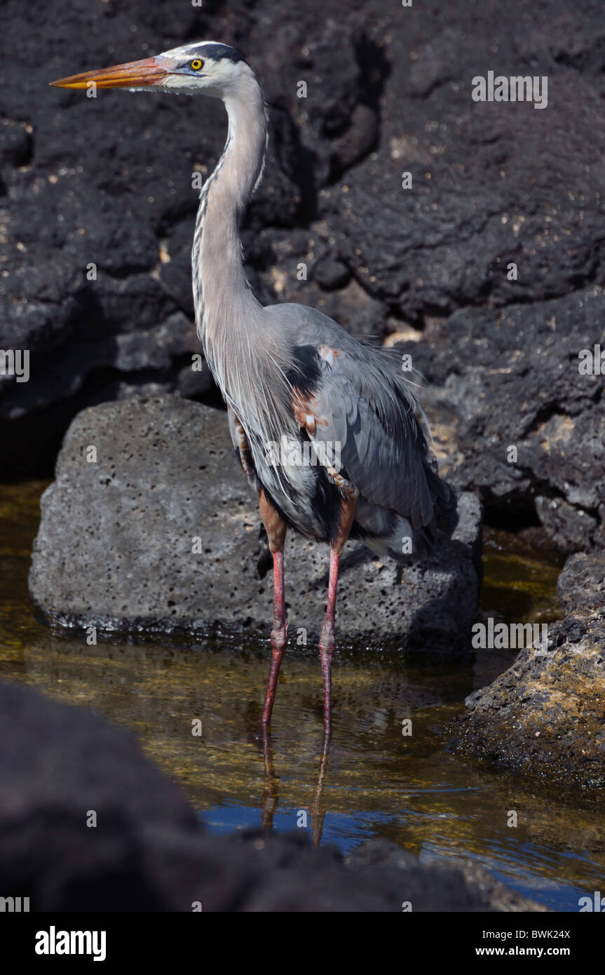 Airone blu Foto Stock