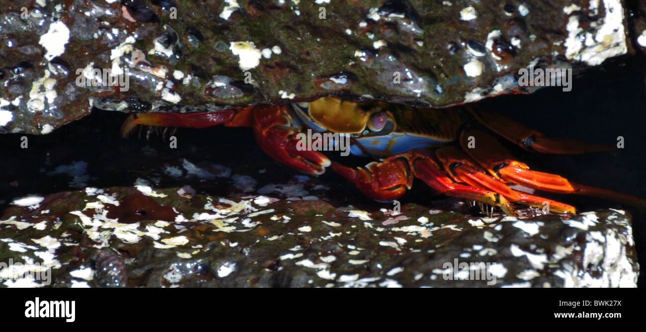 Sally Lightfoot Crab nascondendosi in una crepa di pietra Foto Stock