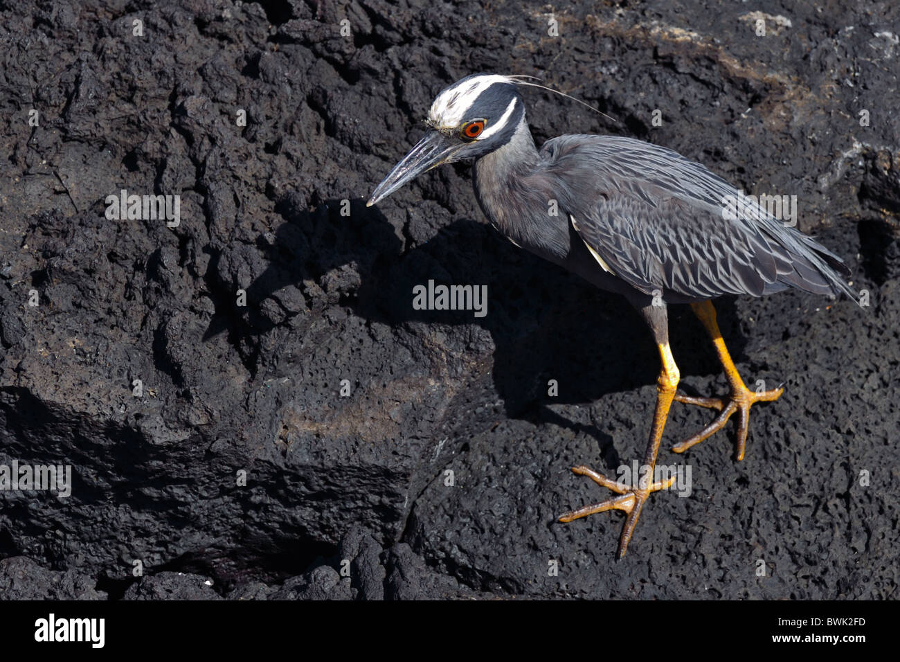 Yellow-Crowned Night-Heron Foto Stock